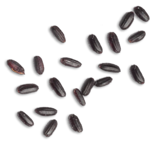 ZAFFERANO Ristorante Catering